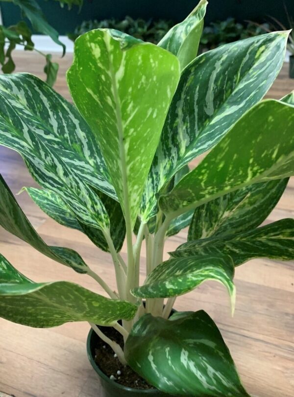 Aglaonema ‘Golden Madonna’ - Image 2