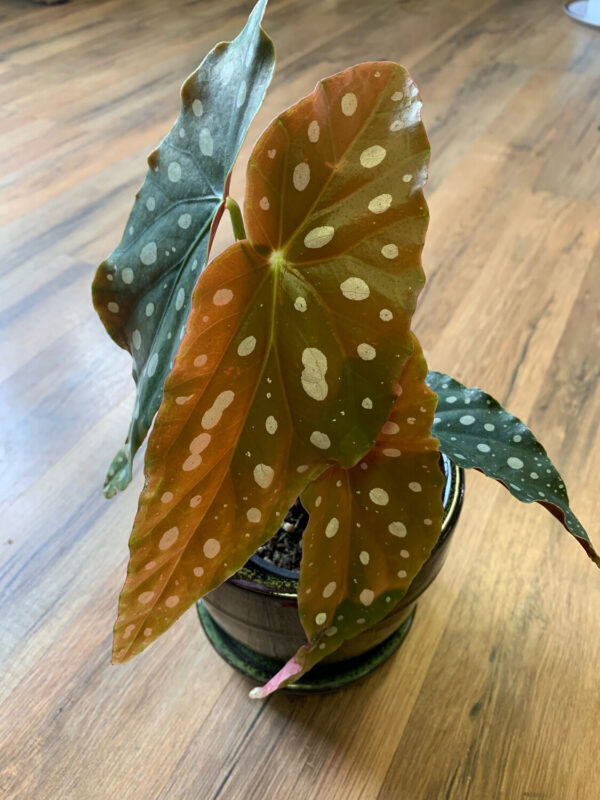 Angel Wing Begonia ‘Maculata’ ~ 4 Inch