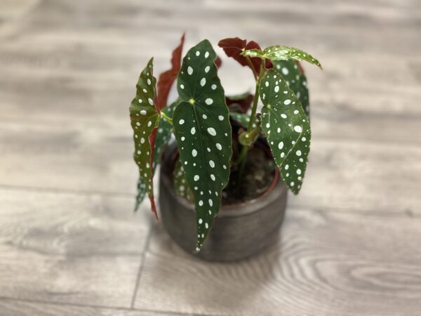 Angel Wing Begonia ‘Maculata’ ~ 4 Inch - Image 5