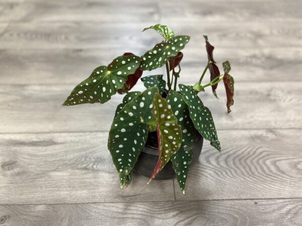 Angel Wing Begonia ‘Maculata’ ~ 4 Inch - Image 6