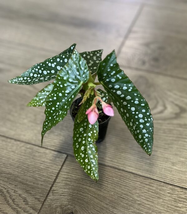 Angel Wing Begonia ‘Maculata’ ~ 4 Inch - Image 4