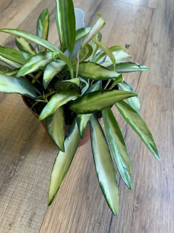 Hoya ‘Wayetti Variegated’