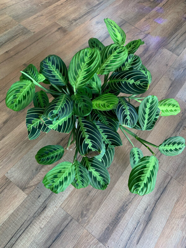 Maranta ‘Prayer Plant Green’