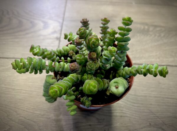 Crassula marnieriana ‘Jade Necklace’ ~ 4 Inch - Image 3