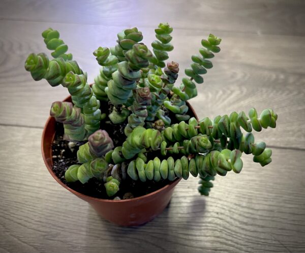 Crassula marnieriana ‘Jade Necklace’ ~ 4 Inch