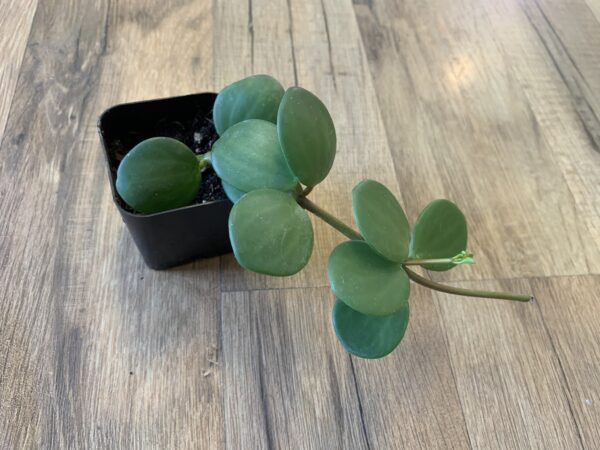 Peperomia ‘Hope’ ~ 4 Inch - Image 4