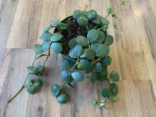 Peperomia ‘Hope’ ~ 4 Inch - Image 2