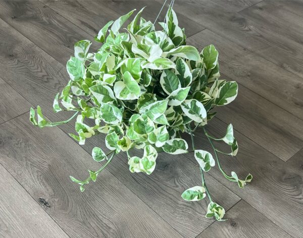 Epipremnum aureum 'N'Joy pothos'