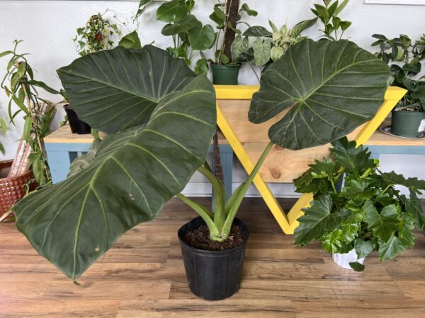 Alocasia Regal Shield ~ 10 inch