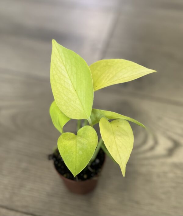 Epipremnum aur. 'Neon Pothos’ - Image 5