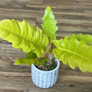 Philodendron gregarious ‘Golden Crocodile’