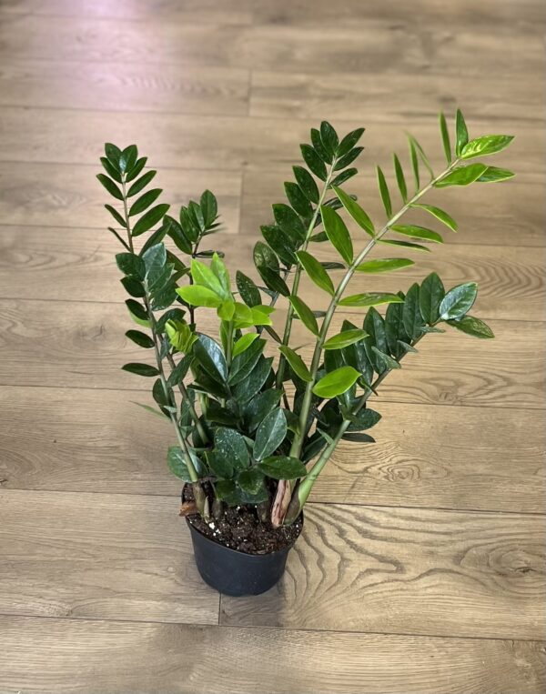 Zamioculcas zamiifolia ‘ZZ’ - Image 2