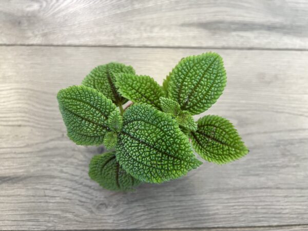 Pilea ‘Moon Valley’