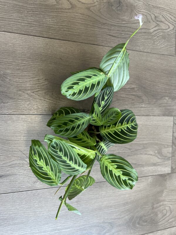 Maranta ‘Prayer Plant Green’ - Image 2