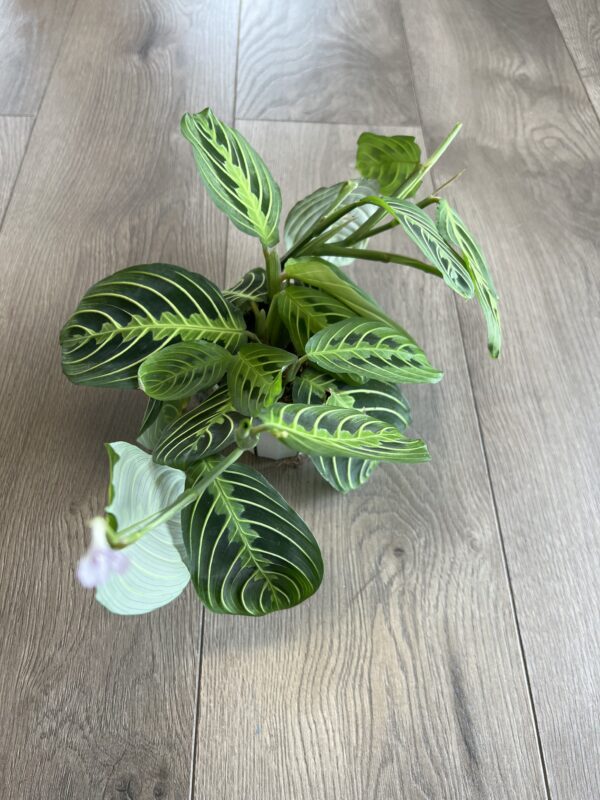 Maranta ‘Prayer Plant Green’ - Image 3