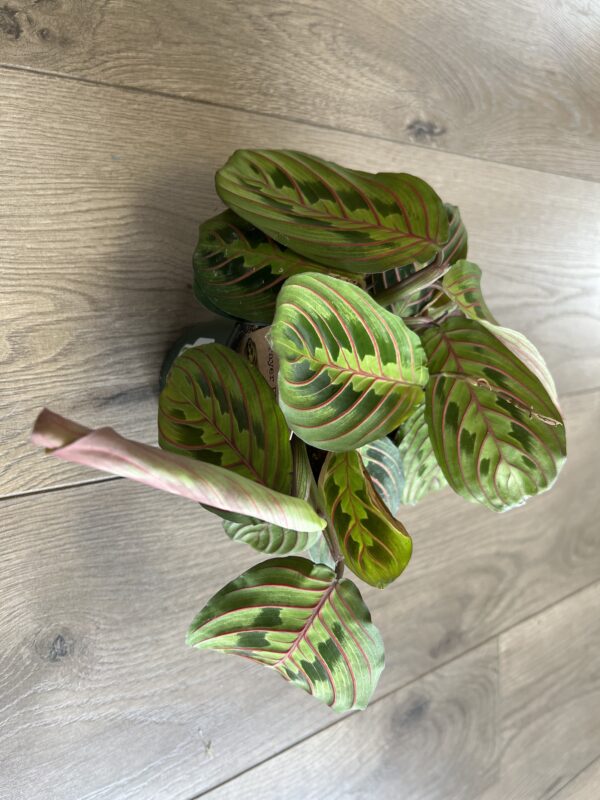 Maranta ‘Prayer Plant Red’ - Image 3