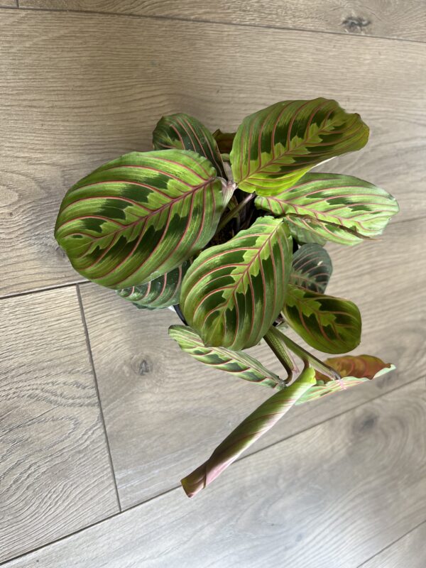 Maranta ‘Prayer Plant Red’ - Image 5