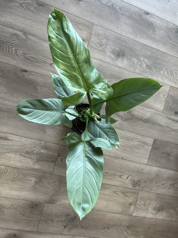 Philodendron hastatum ‘Silver Sword’ - Image 7