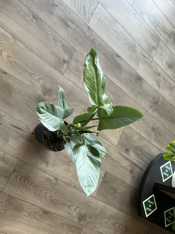 Philodendron hastatum ‘Silver Sword’ - Image 4