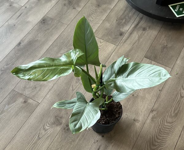 Philodendron hastatum ‘Silver Sword’ - Image 5