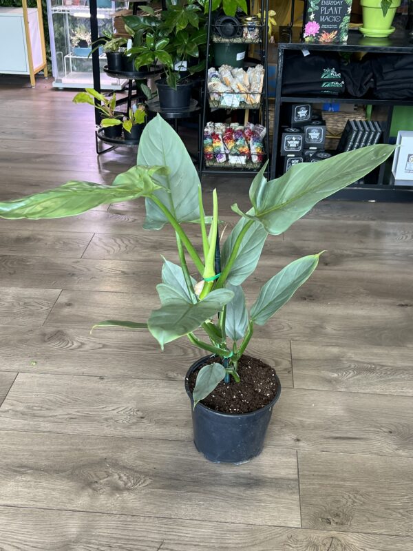 Philodendron hastatum ‘Silver Sword’