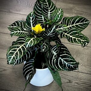 Aphelandra squarrosa ‘Zebra Plant’