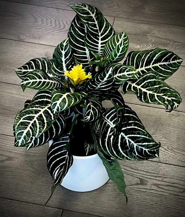 Aphelandra squarrosa ‘Zebra Plant’