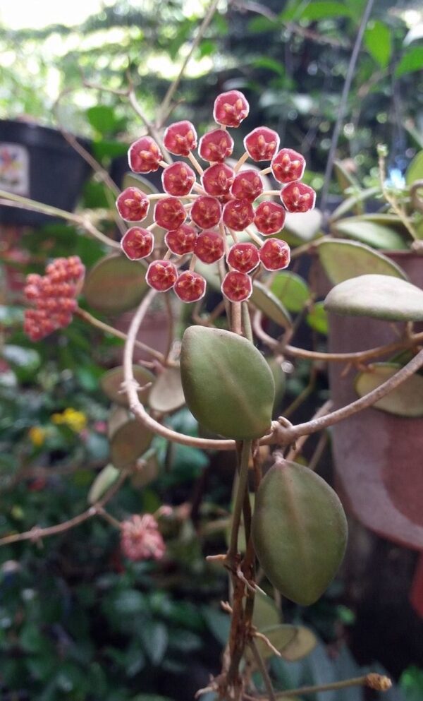 Hoya ‘DS 70 Variegated’ - Image 4