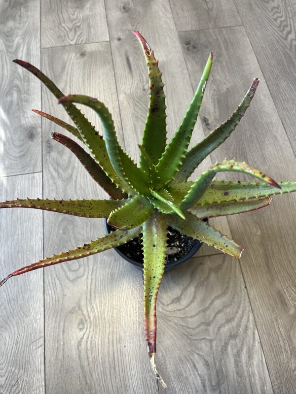 Aloe cameromii - Image 3