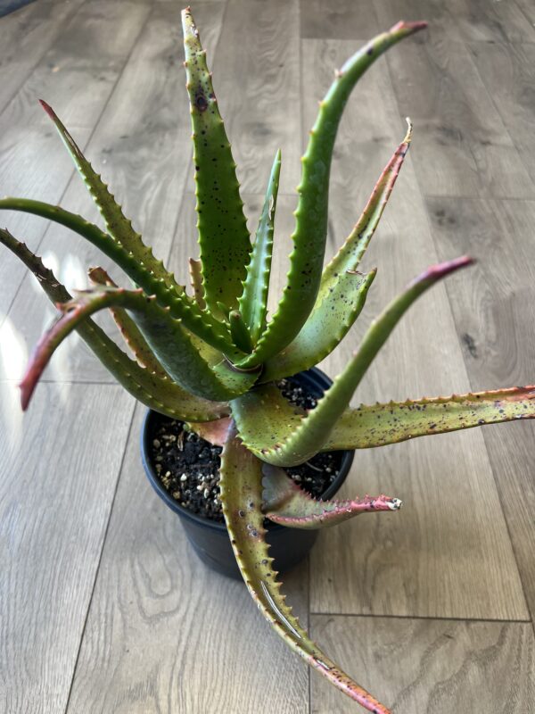 Aloe cameromii