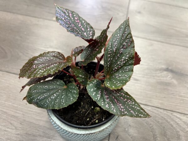 Angel Wing Begonia ‘Maculata Pink Spot’ ~ 4 Inch - Image 5