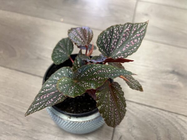 Angel Wing Begonia ‘Maculata Pink Spot’ ~ 4 Inch - Image 3