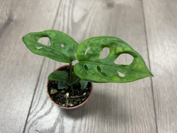 Monstera adansonii ~2 Inch