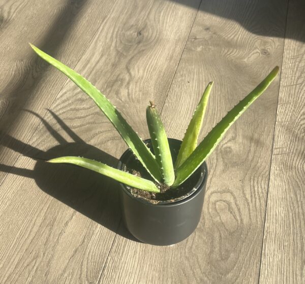 Aloe Vera