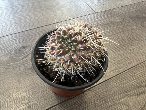 Mammillaria nejapenis ‘Silver Arrow’