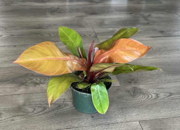 Philodendron ‘Prince of Orange’ - Image 2