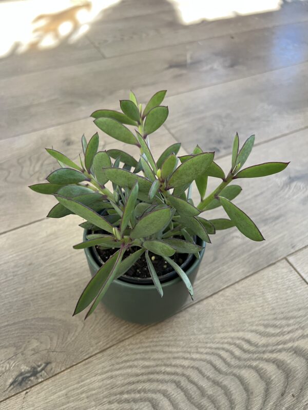 Senecio crassissimus ‘Lavender Steps’