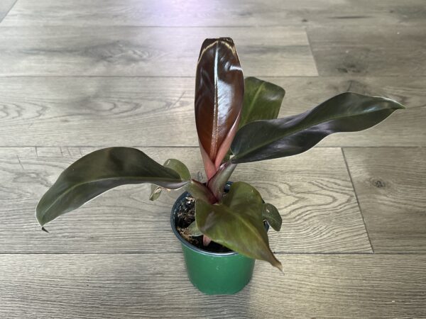 Philodendron ‘Imperial Red’ - Image 2