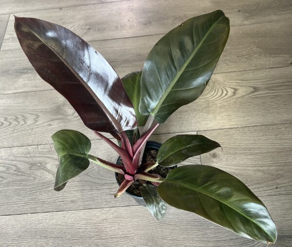 Philodendron ‘Imperial Red’