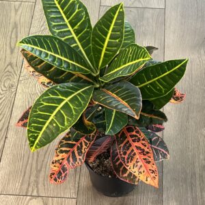 Croton Petra