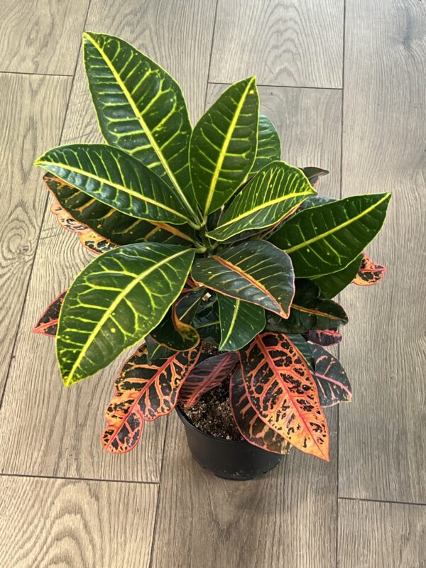 Croton Petra