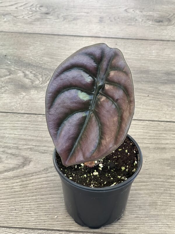 Alocasia ‘Cuprea’ - Image 4