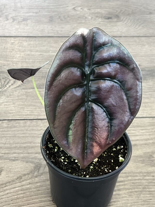 Alocasia ‘Cuprea’ - Image 3