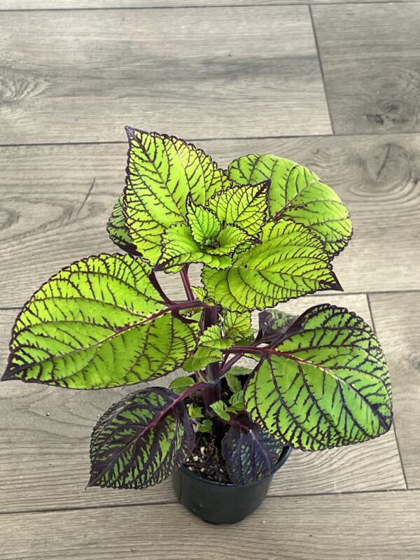 Coleus ‘Fishnet Stockings’ - Image 2