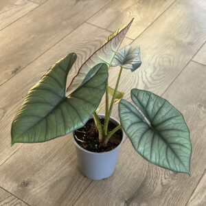 Alocasia ‘Nebula’