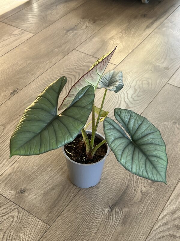 Alocasia ‘Nebula’