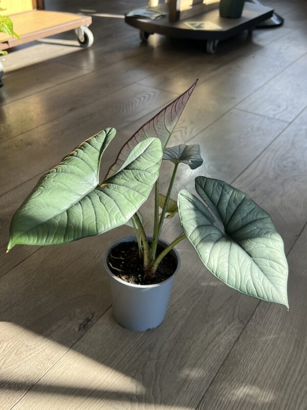 Alocasia ‘Nebula’ - Image 5