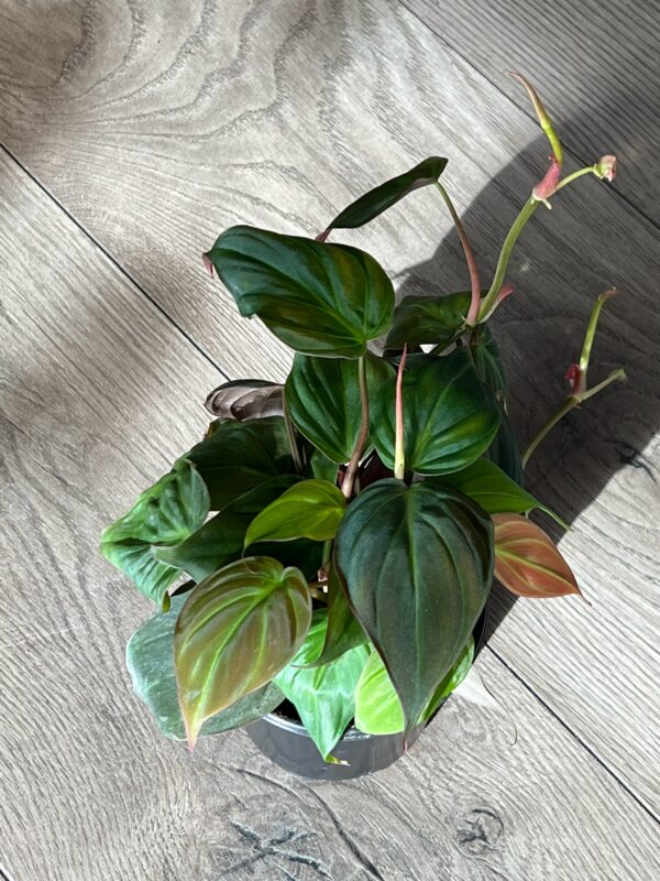 Philodendron Micans