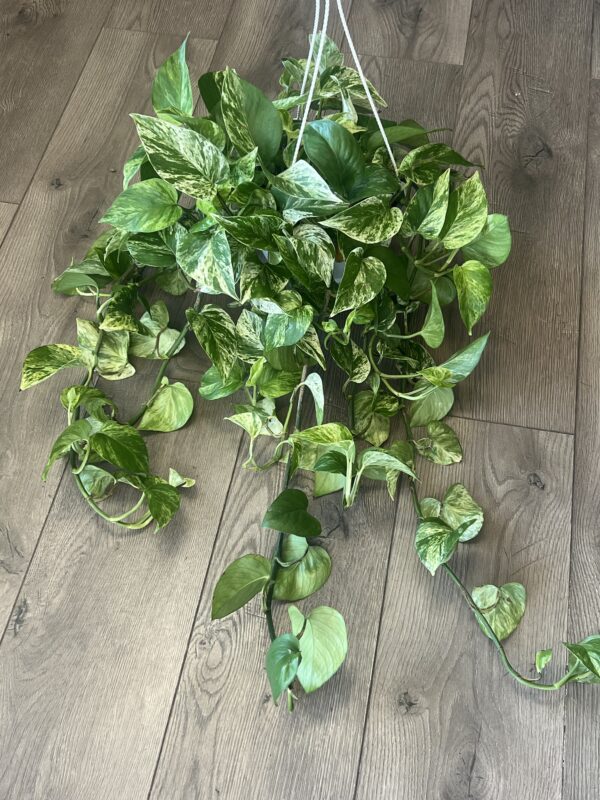 Epipremnum aureum ‘Marble Queen Pothos’ - Image 2