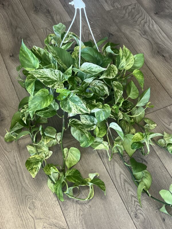 Epipremnum aureum ‘Marble Queen Pothos’ - Image 3